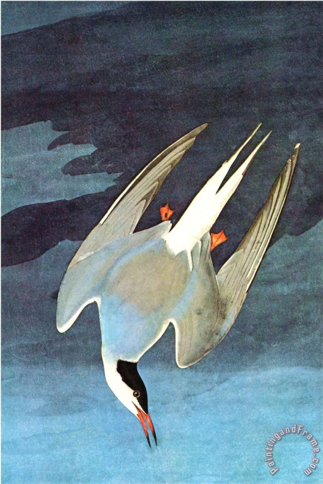 John James Audubon Arctic Tern painting - Arctic Tern ...