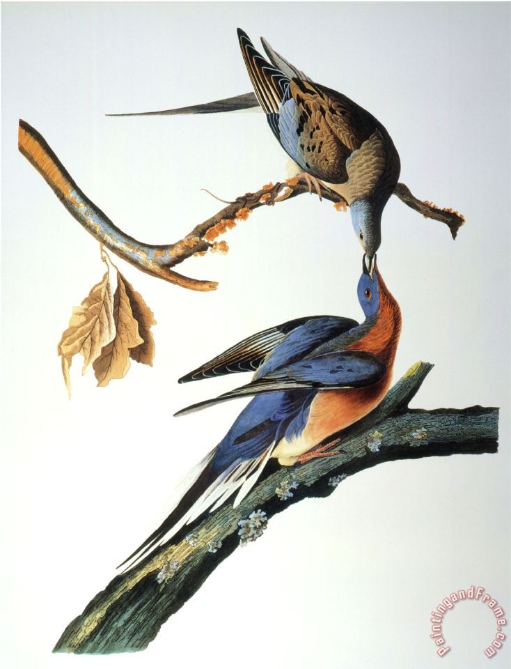 John James Audubon Audubon Passenger Pigeon painting - Audubon ...