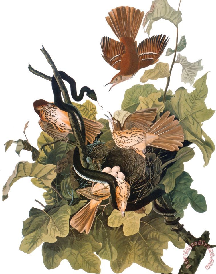 John James Audubon Audubon Thrasher painting Audubon Thrasher print