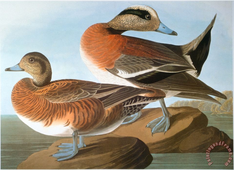 John James Audubon Audubon Wigeon 1827 38 painting Audubon Wigeon