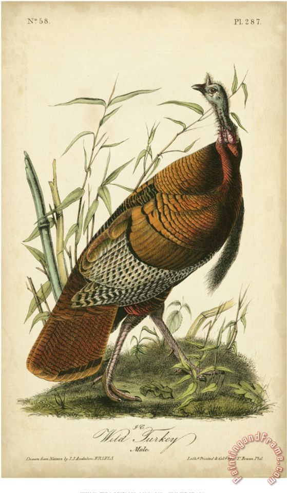 Download John James Audubon Audubon Wild Turkey painting - Audubon Wild Turkey print for sale