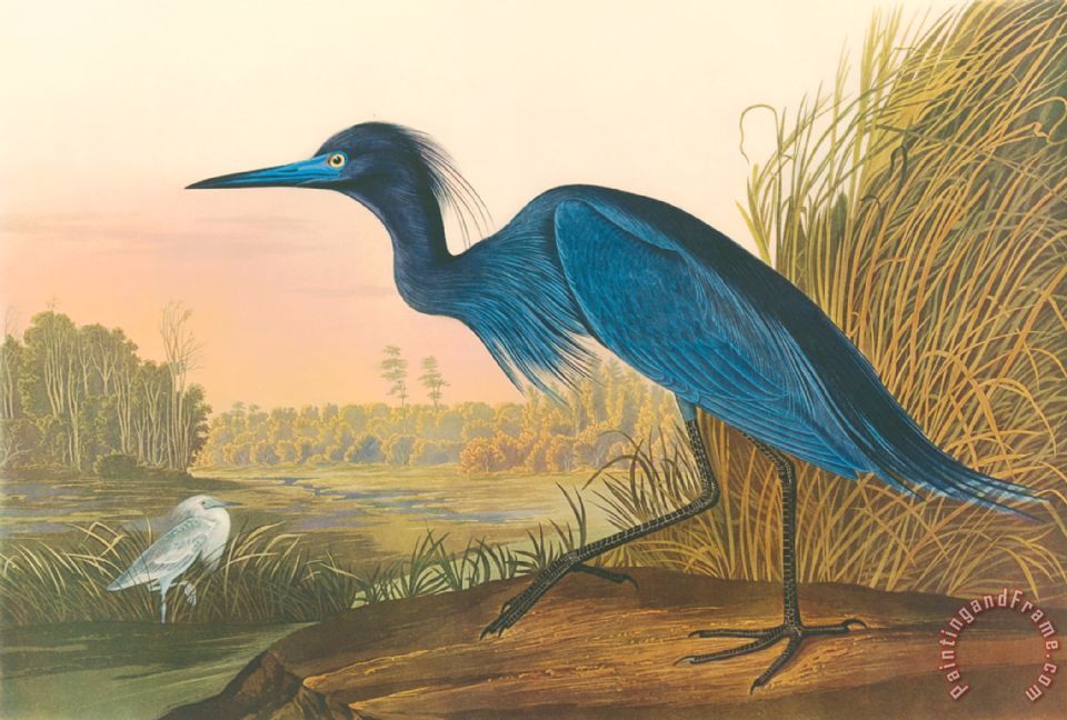 John James Audubon Blue Crane painting - Blue Crane print for sale