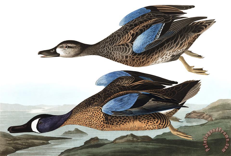 John James Audubon Blue Winged Teal painting - Blue Winged Teal print ...