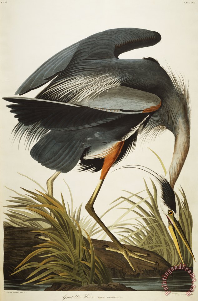 John James Audubon Great Blue Heron painting - Great Blue Heron print