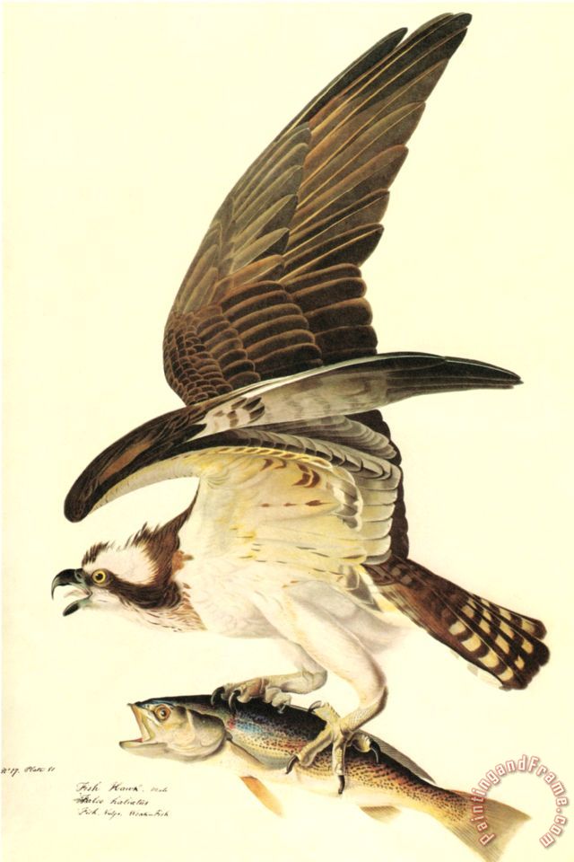 John James Audubon Osprey painting - Osprey print for sale