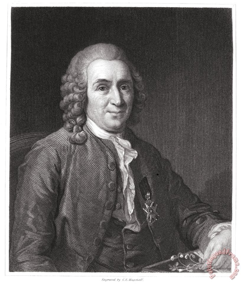 Others Carolus Linnaeus (1707-1778) painting - Carolus Linnaeus (1707 ...