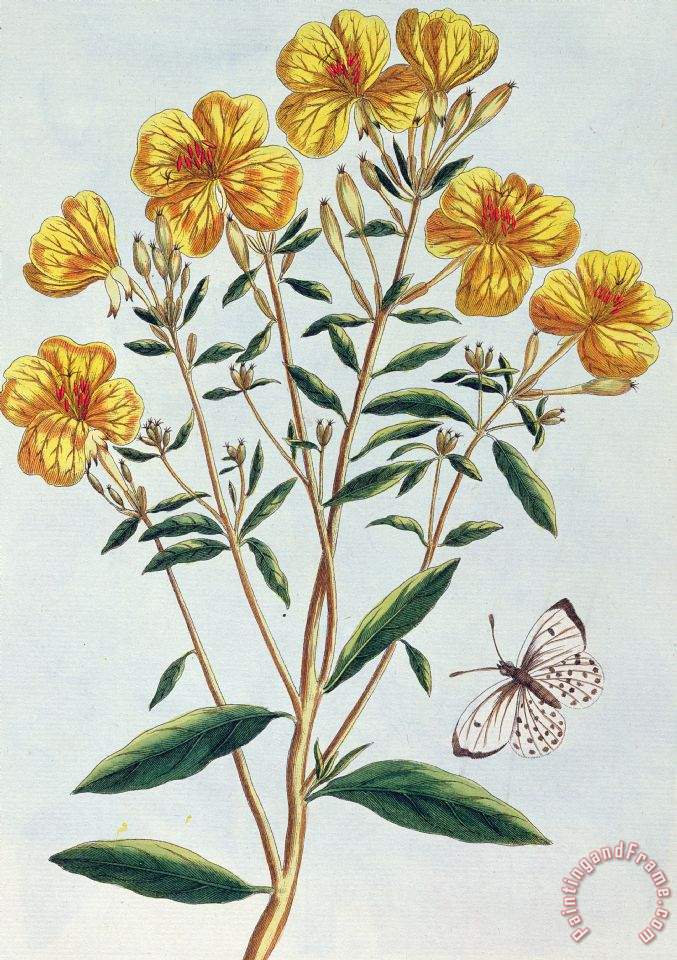 PierreJoseph Buchoz Evening Primrose painting Evening Primrose print