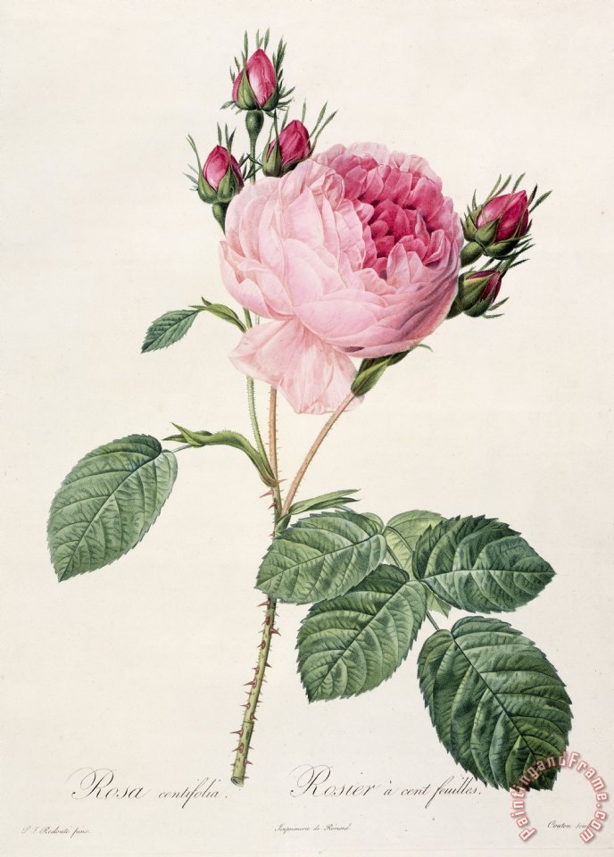 Pierre Joseph Redoute Rosa Centifolia painting - Rosa Centifolia print ...