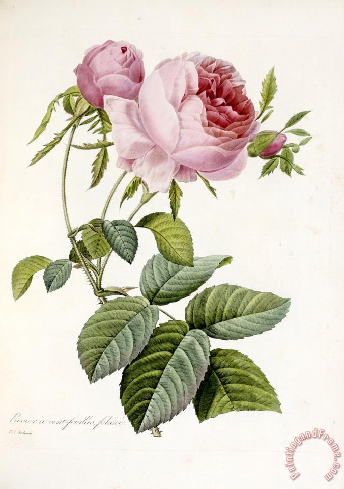 Pierre Joseph Redoute Rose painting - Rose print for sale