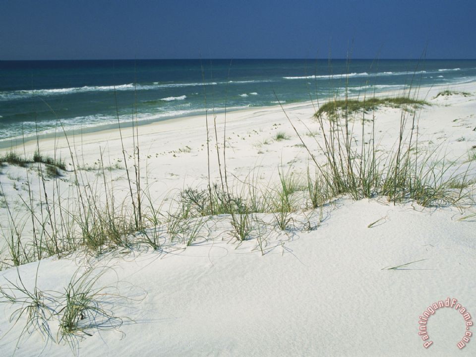 Raymond Gehman Dune Grasses Hold White Sand in Place Along a Stretch of