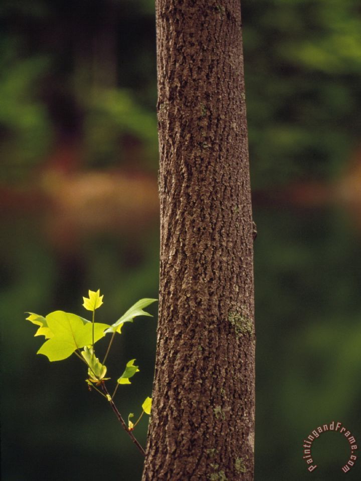 Raymond Gehman Tulip Poplar Tree Trunk with a Small Leafy Twig painting - Tulip Poplar Tree 