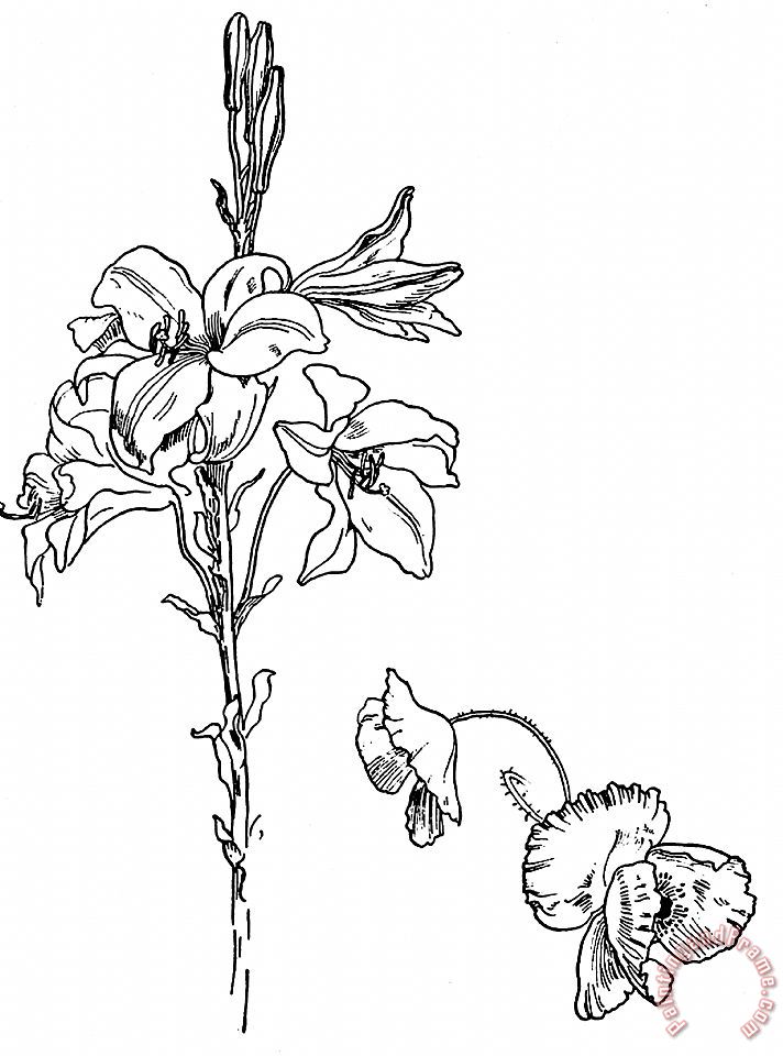 Walter Crane Lily And Poppy Flower Line Drawing painting - Lily And